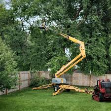 How Our Tree Care Process Works  in  Loganville, GA